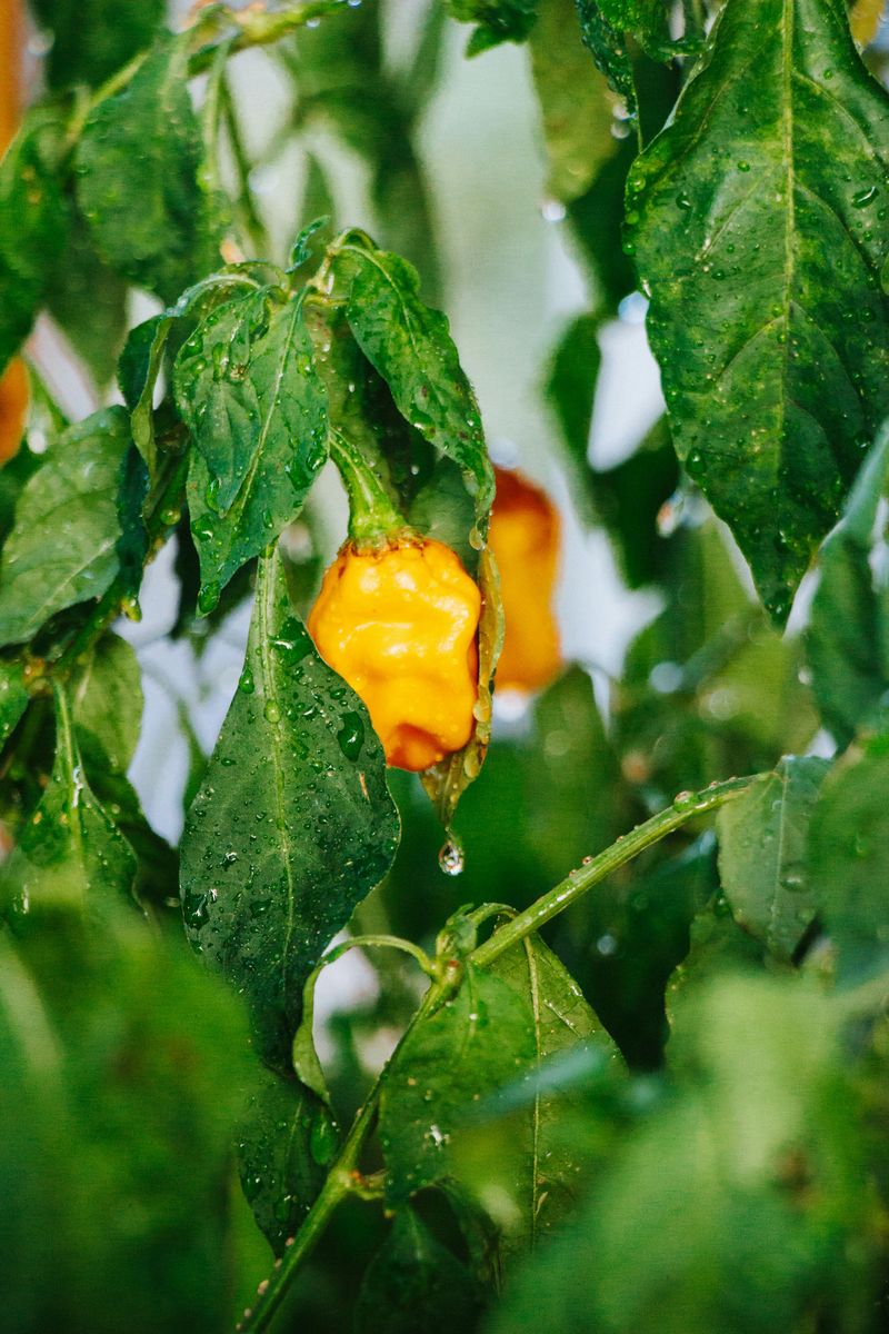 Uneven Watering Triggers Survival Mode