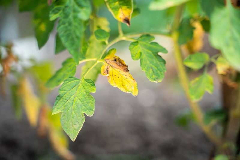 Uneven Watering Turns Tomato Leaves Yellow Fast Uneven Watering Turns Tomato Leaves Yellow Fast