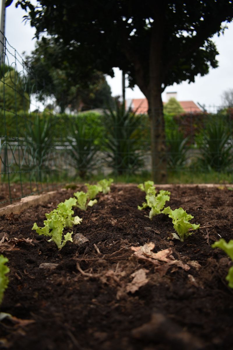 Unfenced Vegetable Beds With No Barrier Around Them Unfenced Vegetable Beds With No Barrier Around Them
