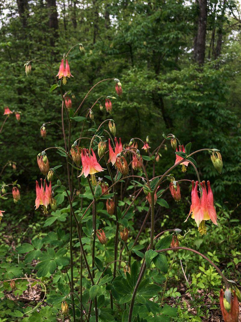 Unglaciated Plateau Yards Favor Tough Plants For Slopes And Thin Soil Unglaciated Plateau Yards Favor Tough Plants For Slopes And Thin Soil