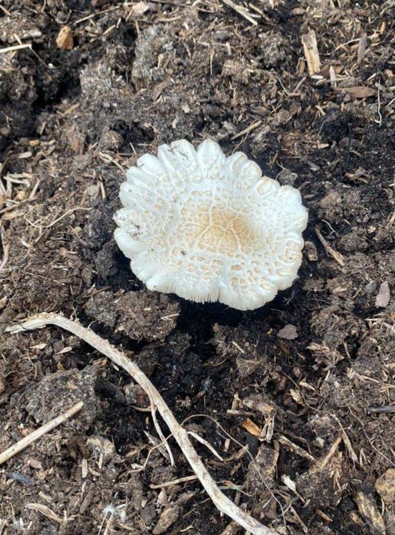 Unknown Mushrooms Should Stay Off The Plate