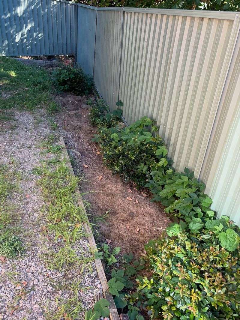 Unmaintained Pathways, Fence Lines, And Garden Borders