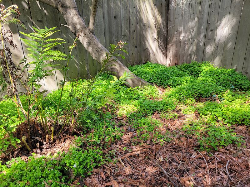 Unmulched Natural Areas Support Young Fireflies Unmulched Natural Areas Support Young Fireflies