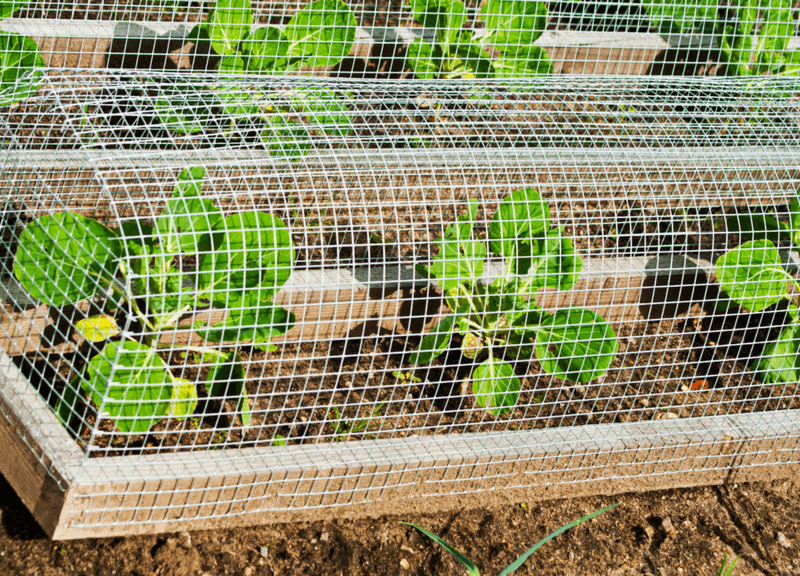 Unprotected Garden Beds Make Digging Easier Unprotected Garden Beds Make Digging Easier