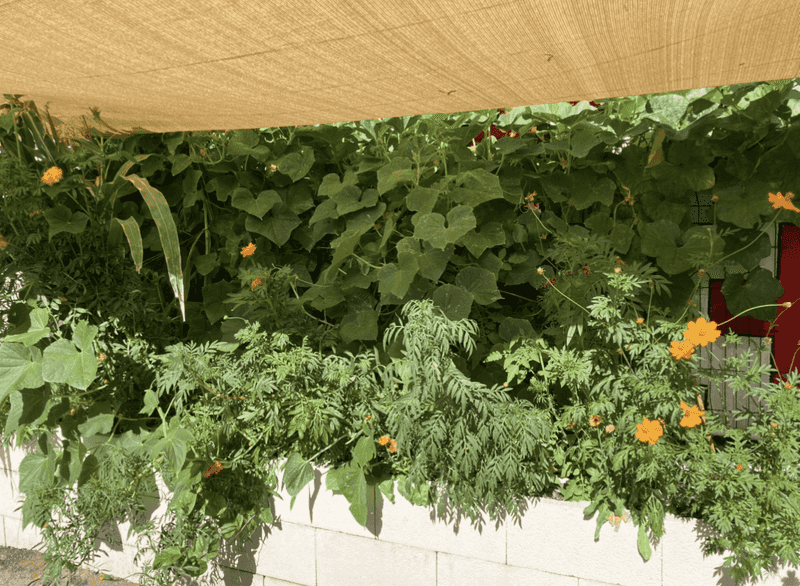 Unprotected Vegetable Gardens Unprotected Vegetable Gardens
