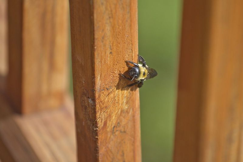Unrepaired Wood Keeps The Cycle Going Unrepaired Wood Keeps The Cycle Going