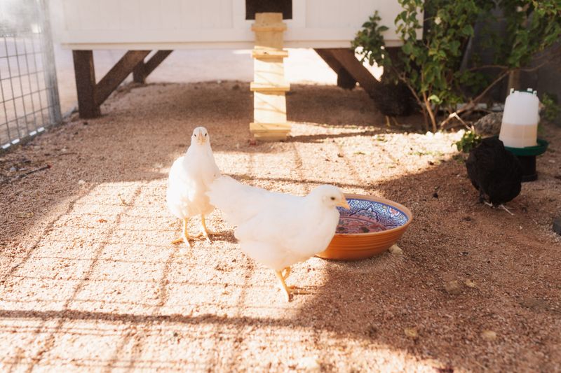Unsecured Poultry Pens Draw Unwanted Attention