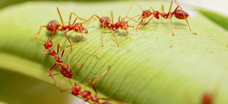 Unsettling Mounds Scatters Ants, Spreading The Infestation Further
