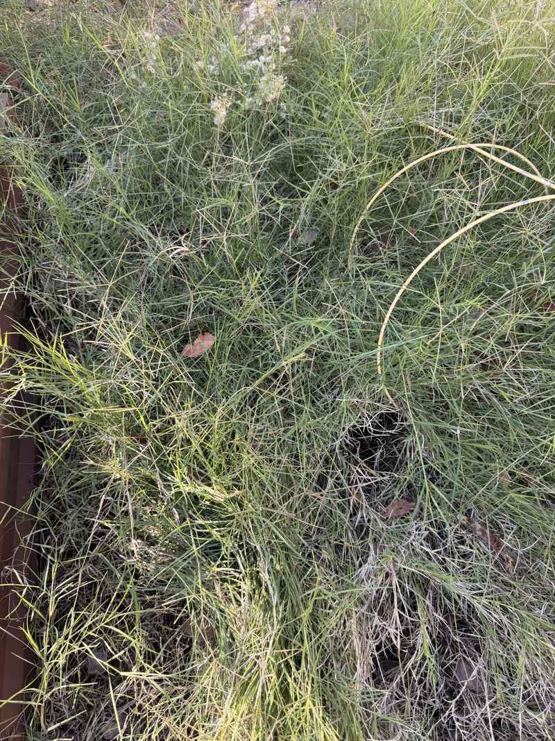Untended Areas Give Gophers More Places To Hide Untended Areas Give Gophers More Places To Hide