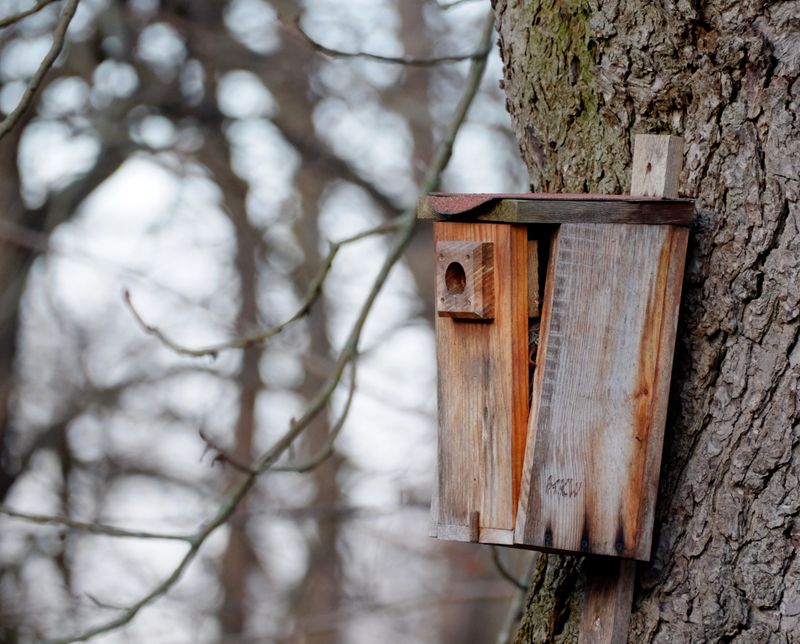 Untreated Or Unpainted Wood Is Perfect For Nesting Untreated Or Unpainted Wood Is Perfect For Nesting