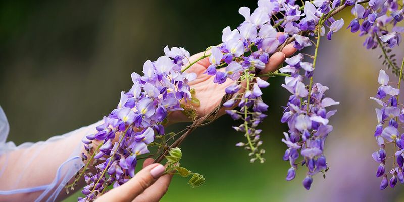 Unwanted Vines Are Easier To Remove Before They Become Woody
