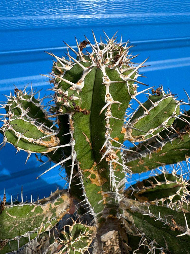 Upright Plants Add Height Without Bulk Upright Plants Add Height Without Bulk