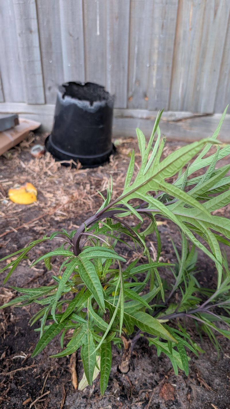 Uprooted Or Leaning Plants Can Often Be Saved Uprooted Or Leaning Plants Can Often Be Saved