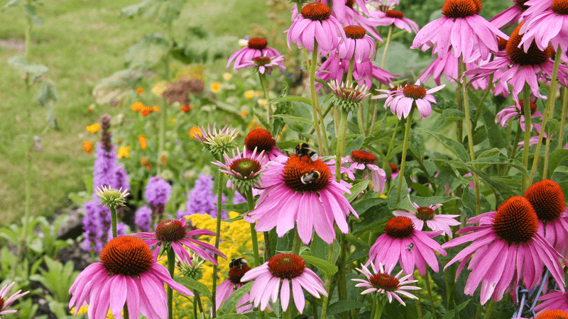 Urban Heat Islands Need Hardy Natives That Handle Stress Urban Heat Islands Need Hardy Natives That Handle Stress