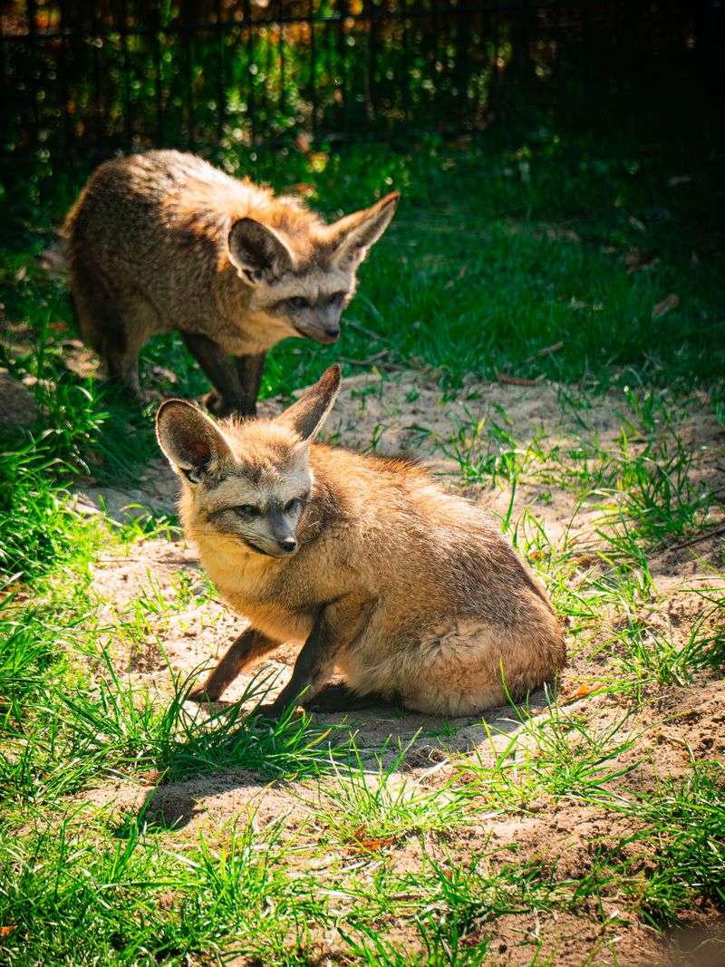 Urban Sprawl Has Reduced Its Natural Habitat Urban Sprawl Has Reduced Its Natural Habitat