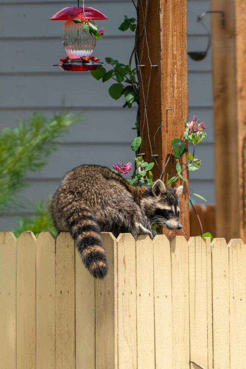 Urban Yards Offer Food With Fewer Predators