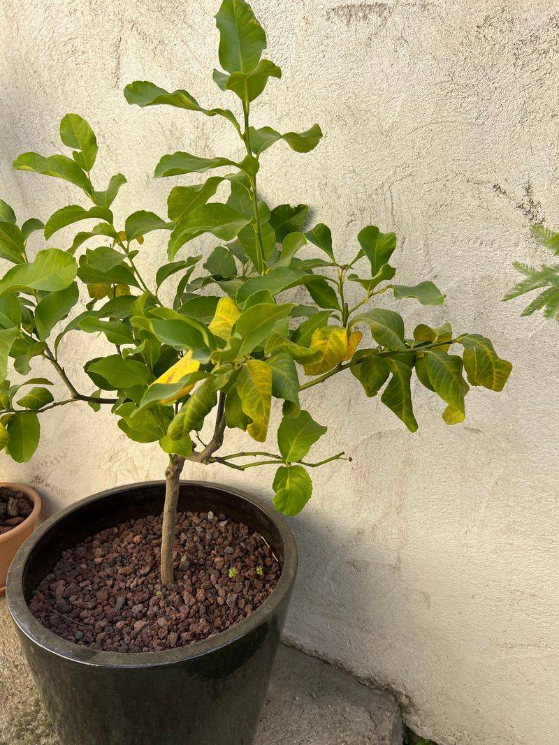 Use A Citrus Fertilizer With Micronutrients