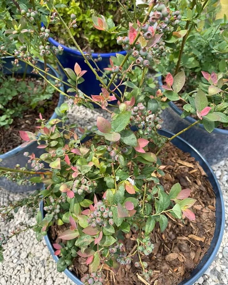 Use A Fertilizer Made For Acid-Loving Plants Use A Fertilizer Made For Acid-Loving Plants