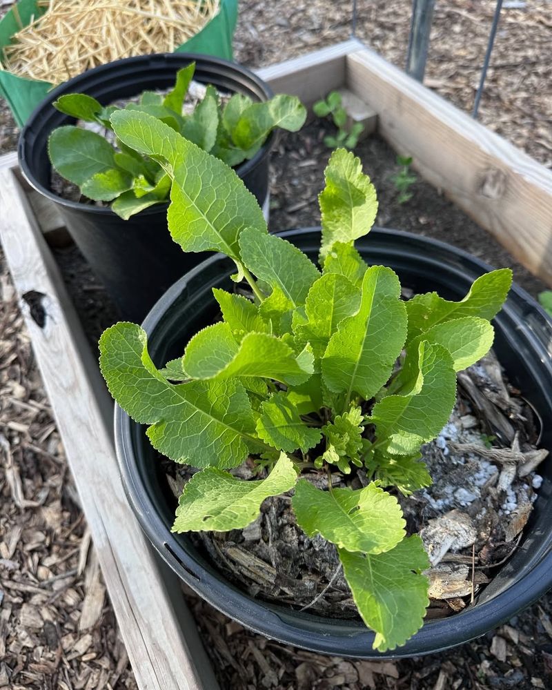 Use A Large Container If You Want Control