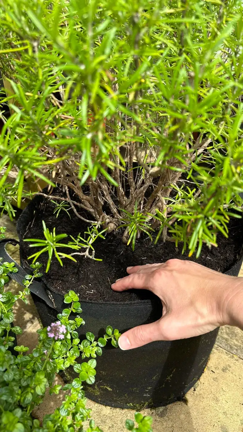 Use A Simple Soil Check Before Every Watering Use A Simple Soil Check Before Every Watering