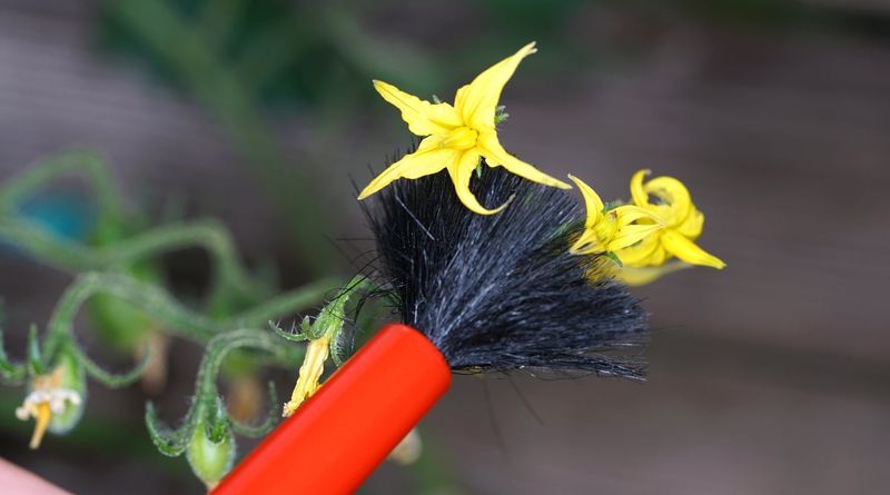 Use A Soft Brush Carefully