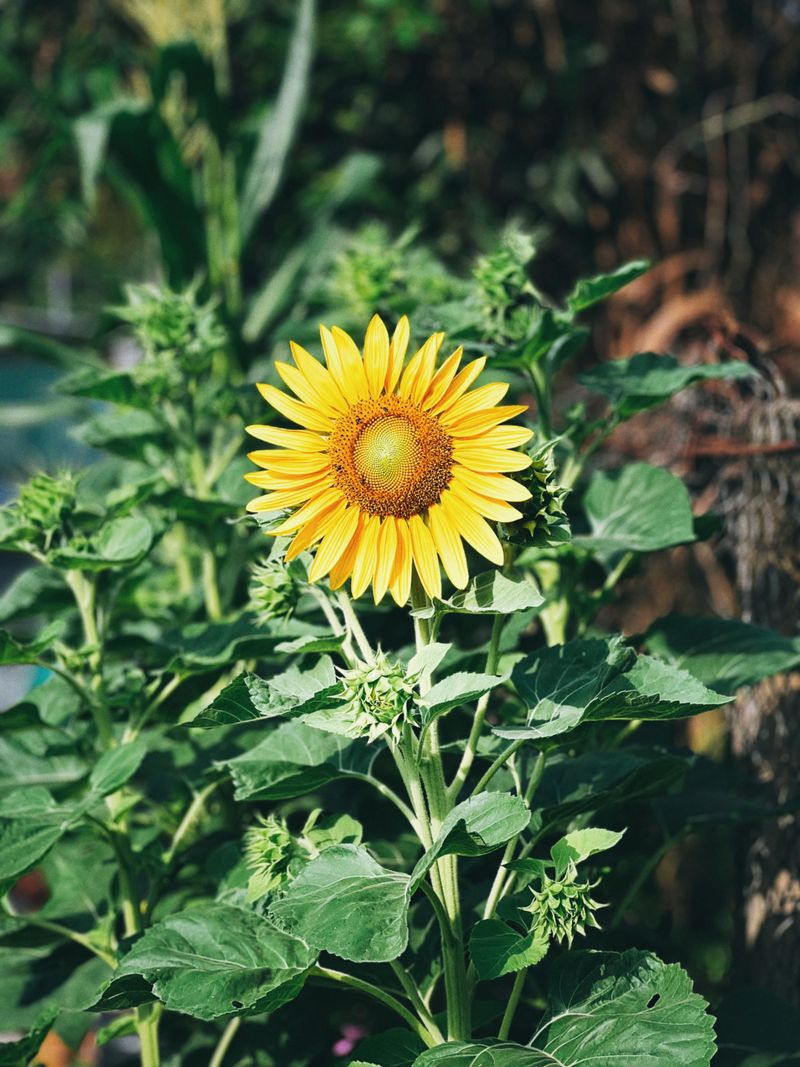Use A Sunflower As A Living Trellis