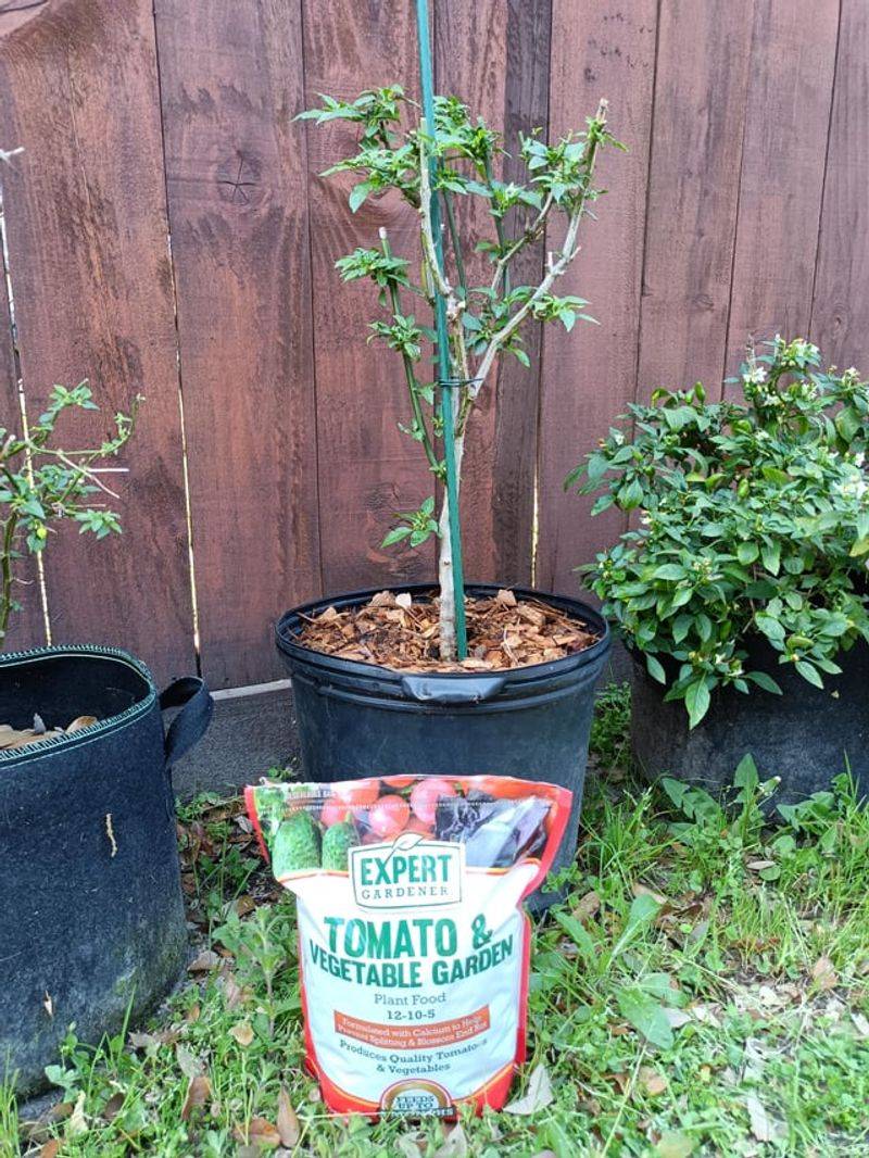 Use A Tomato Fertilizer With More Phosphorus And Potassium