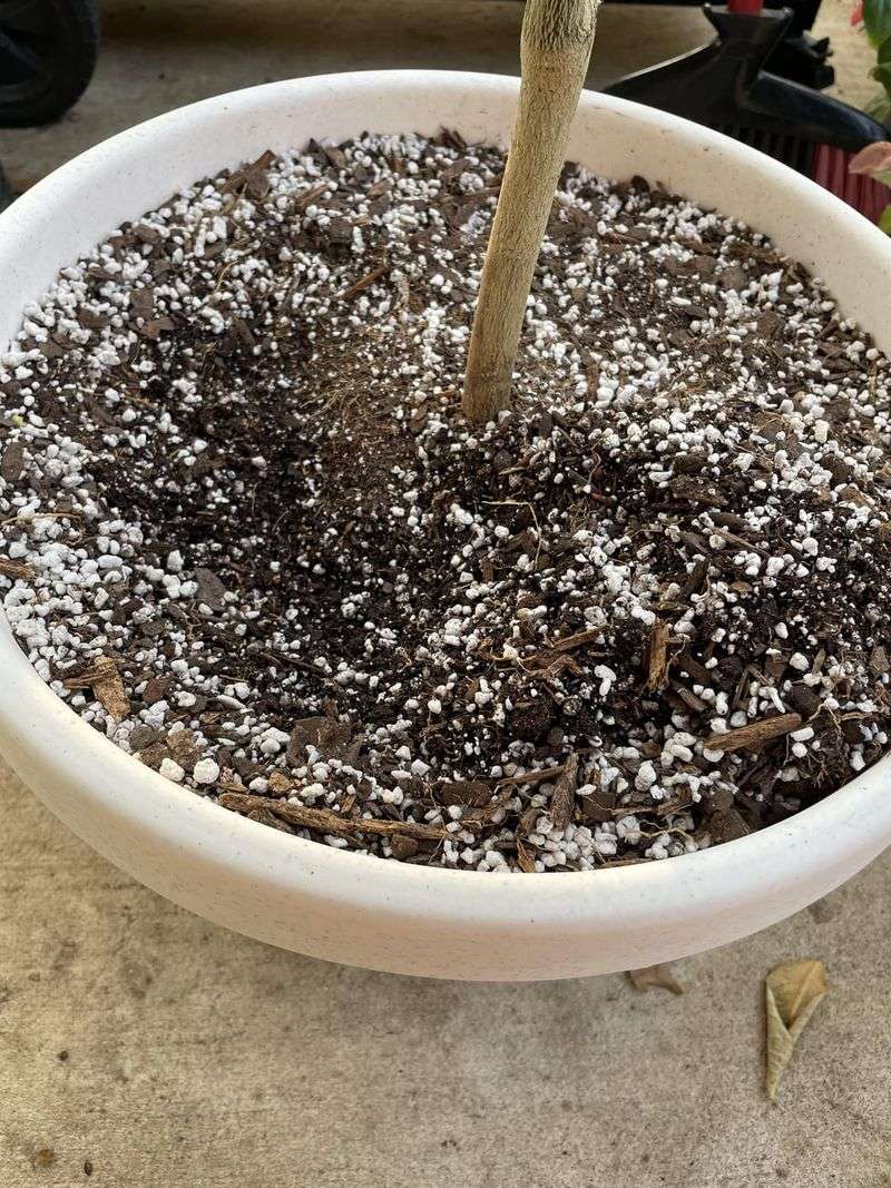 Use A Well-Drained Container Mix