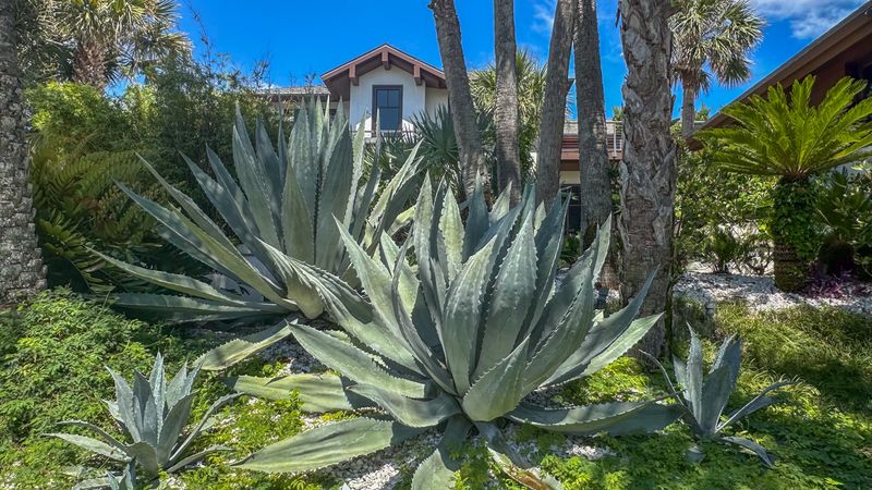 Use Agave Where Reflected Heat Needs Sculptural Form Use Agave Where Reflected Heat Needs Sculptural Form