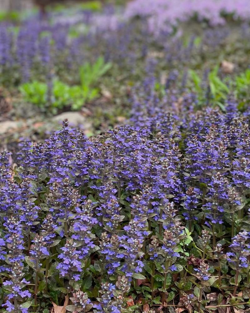 Use Ajuga To Cover Shady Slope Gaps Use Ajuga To Cover Shady Slope Gaps