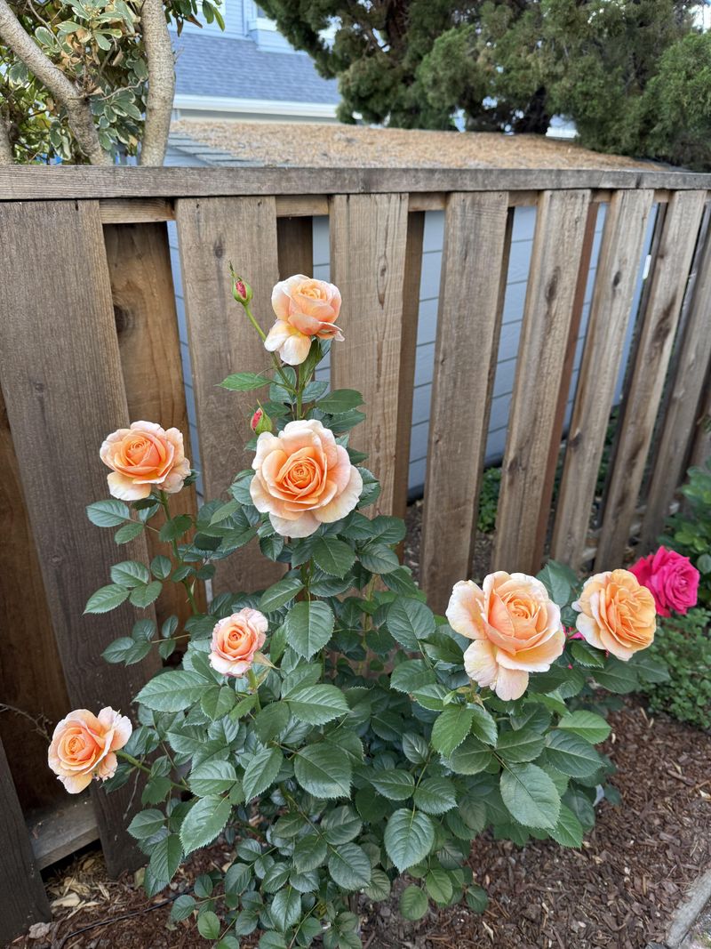 Use Alfalfa Meal For A Gentle Bloom Boost