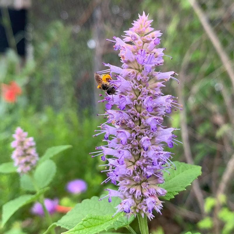 Use Anise Hyssop To Build A Bee Friendly Corner