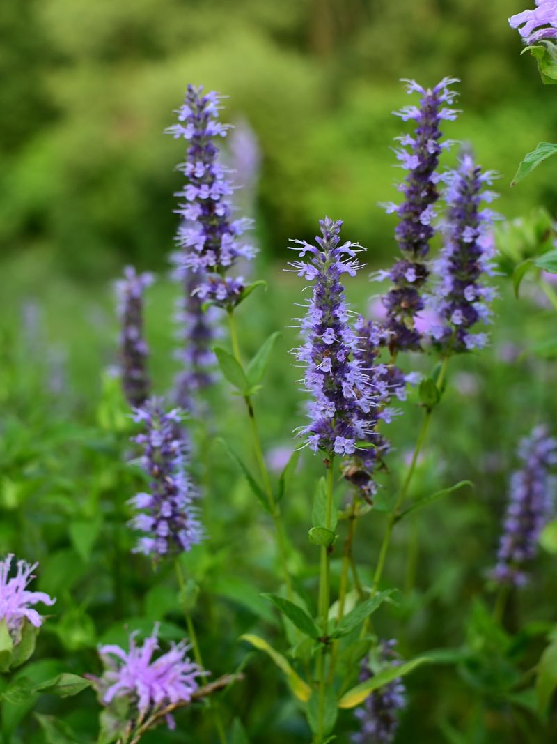 Use Anise Hyssop To Build A Bee-Friendly Corner Use Anise Hyssop To Build A Bee-Friendly Corner
