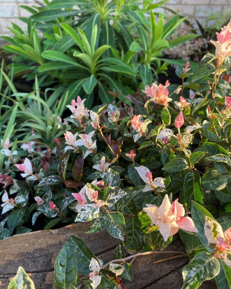 Use Asiatic Jasmine For Evergreen Slope Coverage Use Asiatic Jasmine For Evergreen Slope Coverage