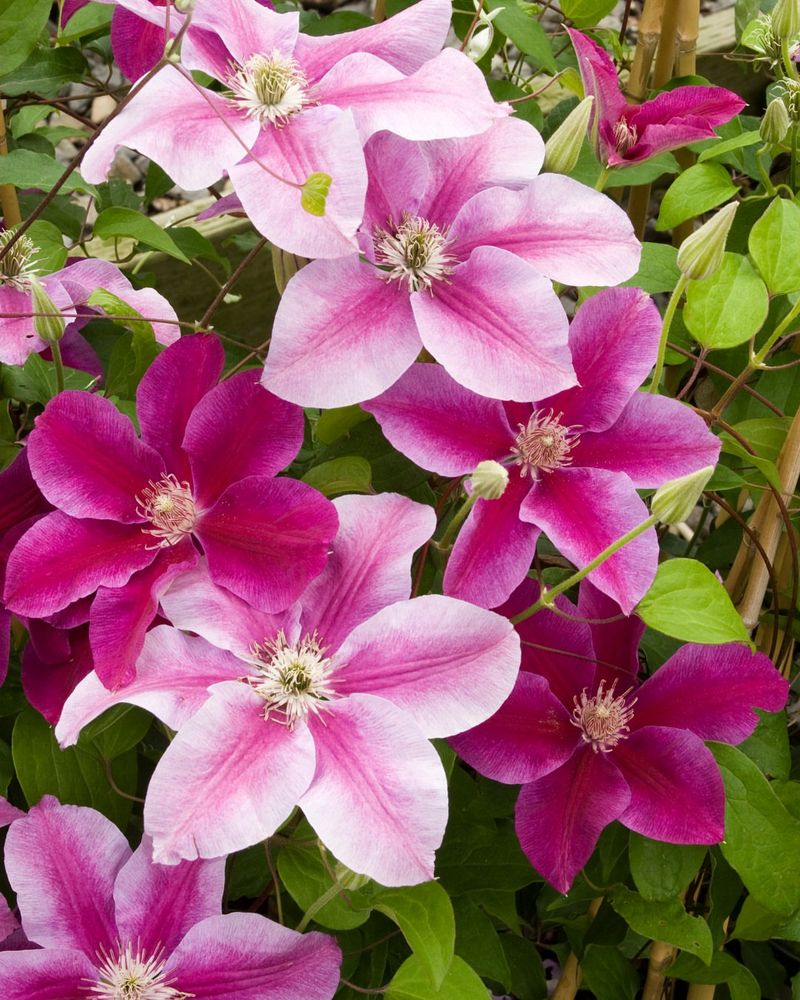 Use Balanced Fertilizer Lightly Use Balanced Fertilizer Lightly
