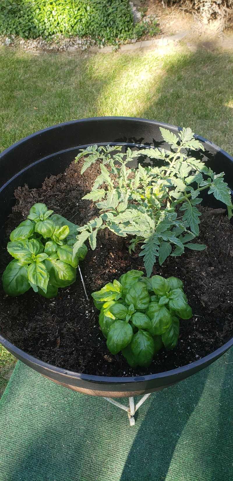 Use Basil Around Summer Vegetable Beds