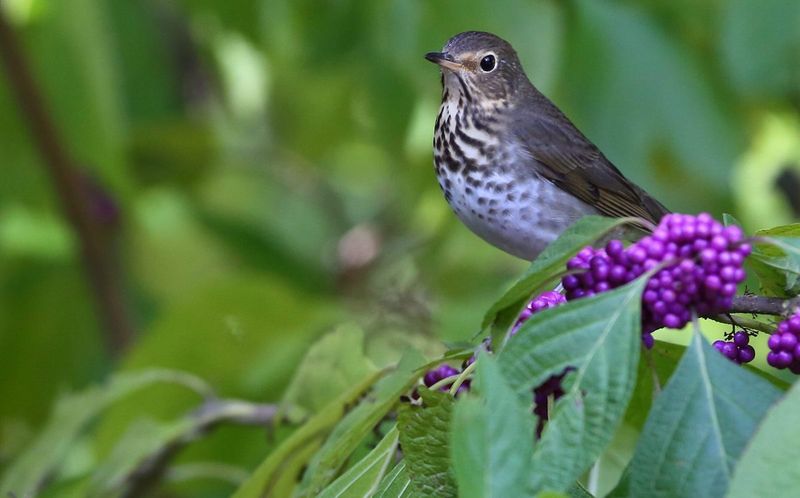 Use Beautyberry For Wildlife Fruit After Stressful Weather