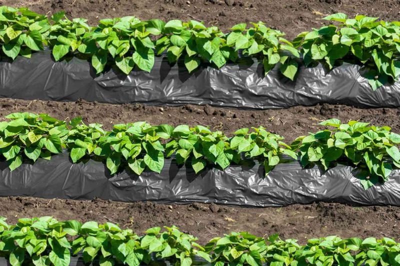 Use Beds Or Ridges Where Drainage Is Poor
