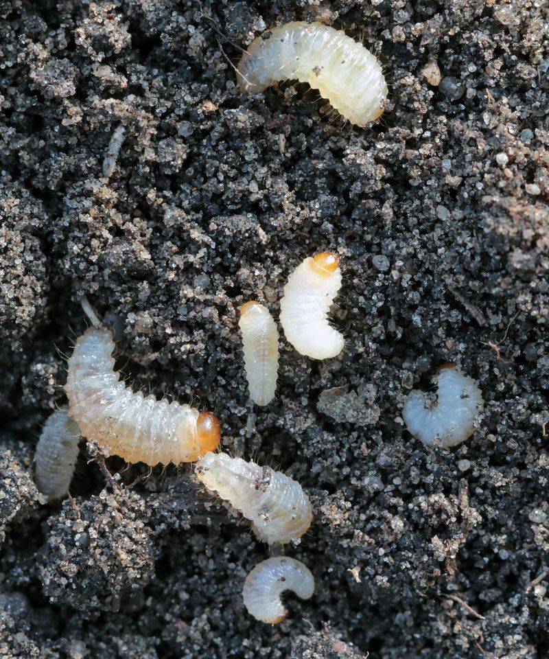 Use Beneficial Nematodes