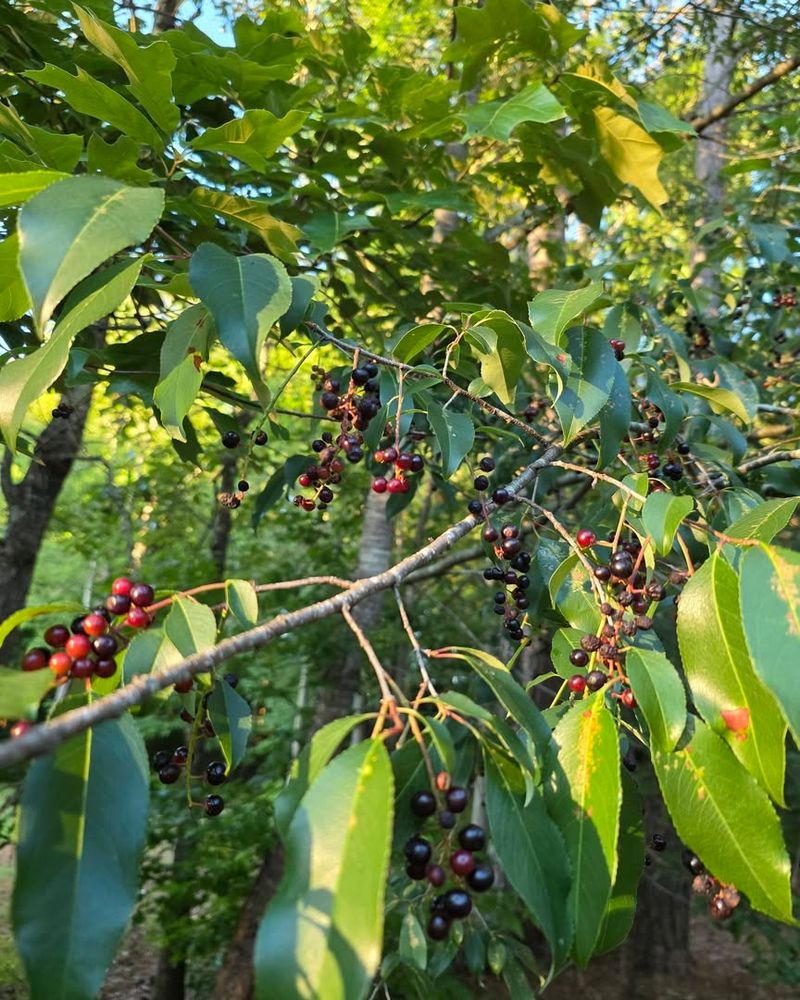 Use Black Cherry For Larger Landscapes