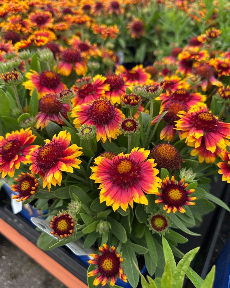 Use Blanket Flower For Sunny Pots