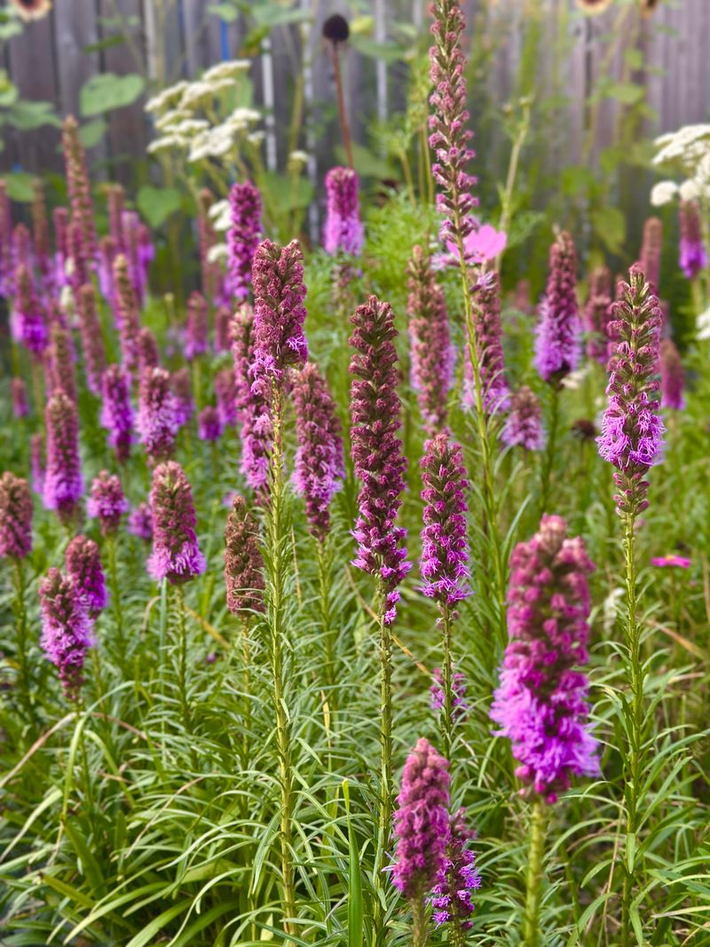 Use Blazing Star For Summer Nectar Use Blazing Star For Summer Nectar