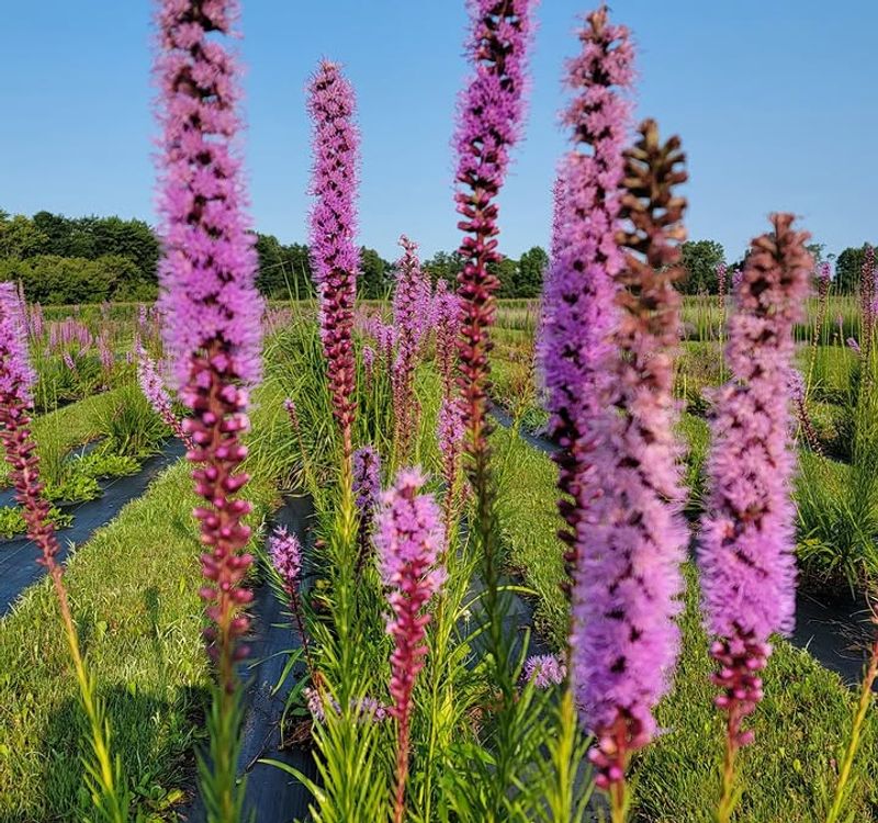 Use Blazing Star For Summer Spikes