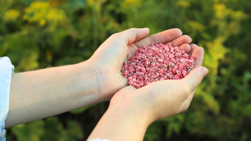 Use Bloom-Boosting Fertilizer Use Bloom-Boosting Fertilizer