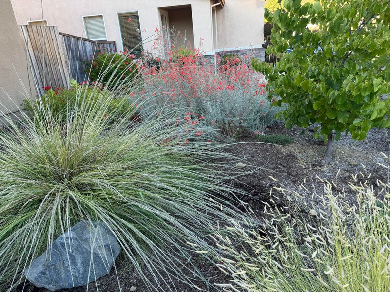 Use Blue Oat Grass For Neat Texture Use Blue Oat Grass For Neat Texture