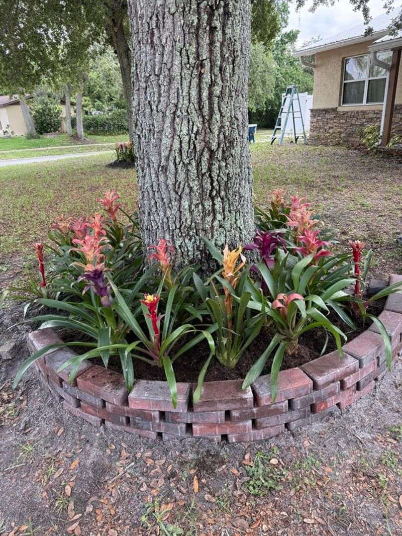 Use Bromeliads For Tropical Texture Use Bromeliads For Tropical Texture