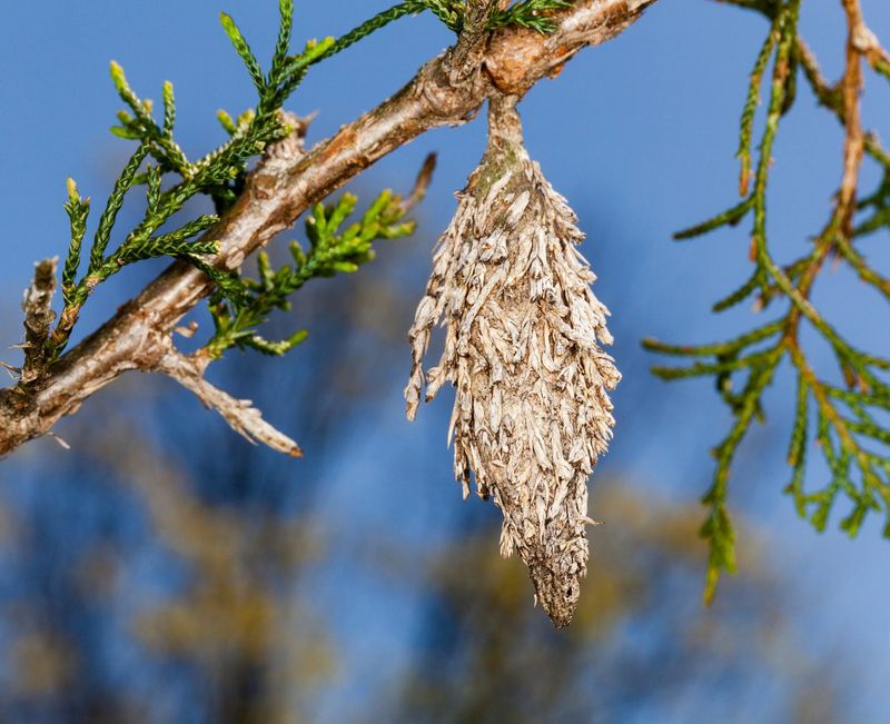 Use Bt Only While Larvae Are Small And Feeding