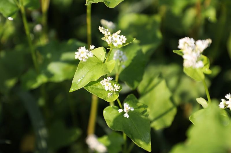 Use Buckwheat Between Spring And Fall Crops Use Buckwheat Between Spring And Fall Crops