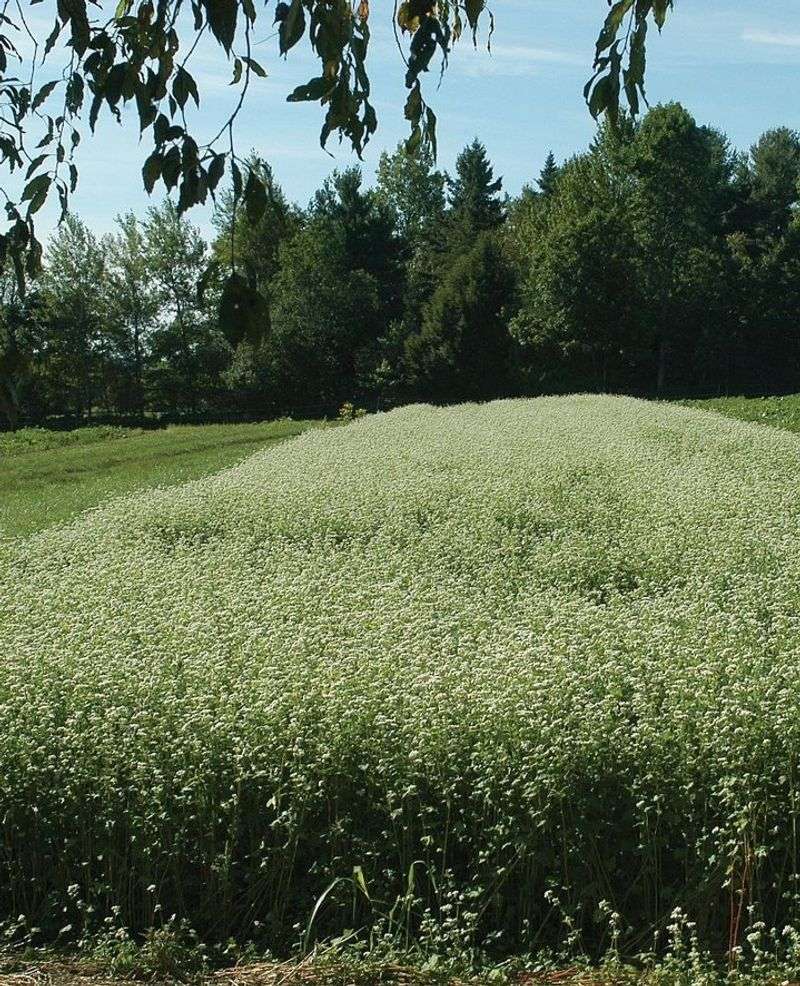 Use Buckwheat Between Vegetable Cycles