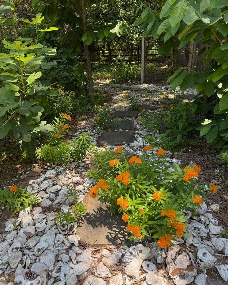Use Butterfly Weed Where Lantana Usually Steals The Show